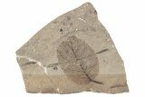 Fossil Leaf (Betula) - McAbee Fossil Beds, BC #221152-1